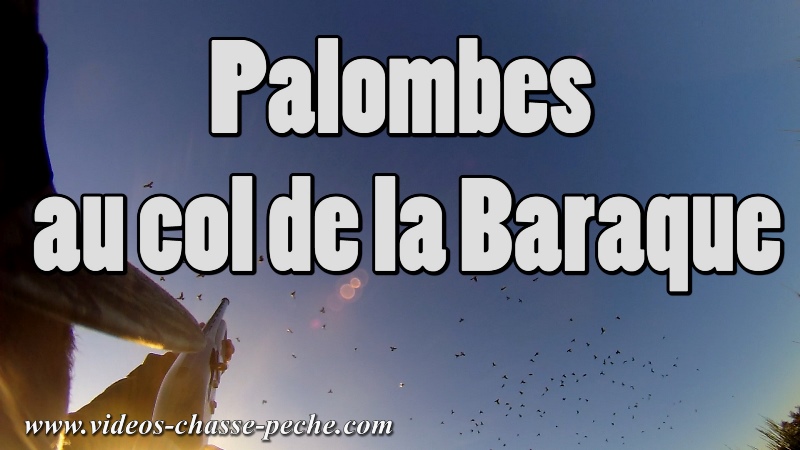 chasse palombe